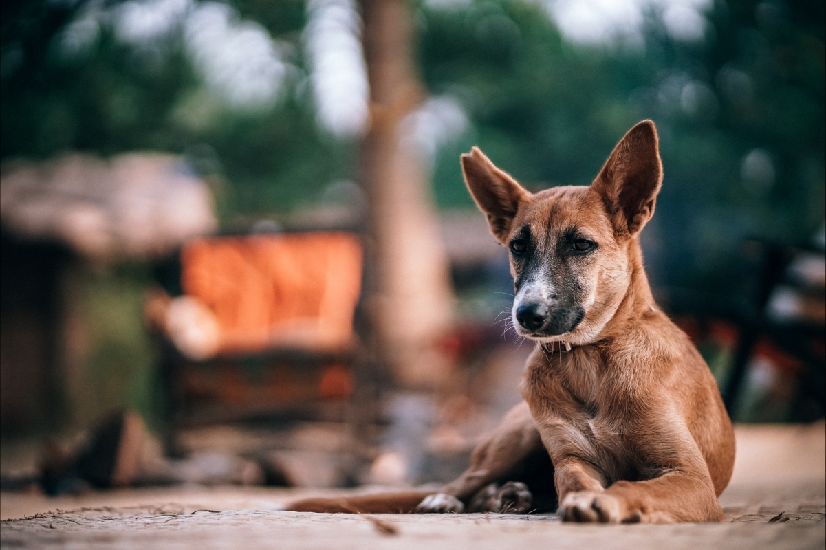 Dog lying on the ground during the day 5k pictures