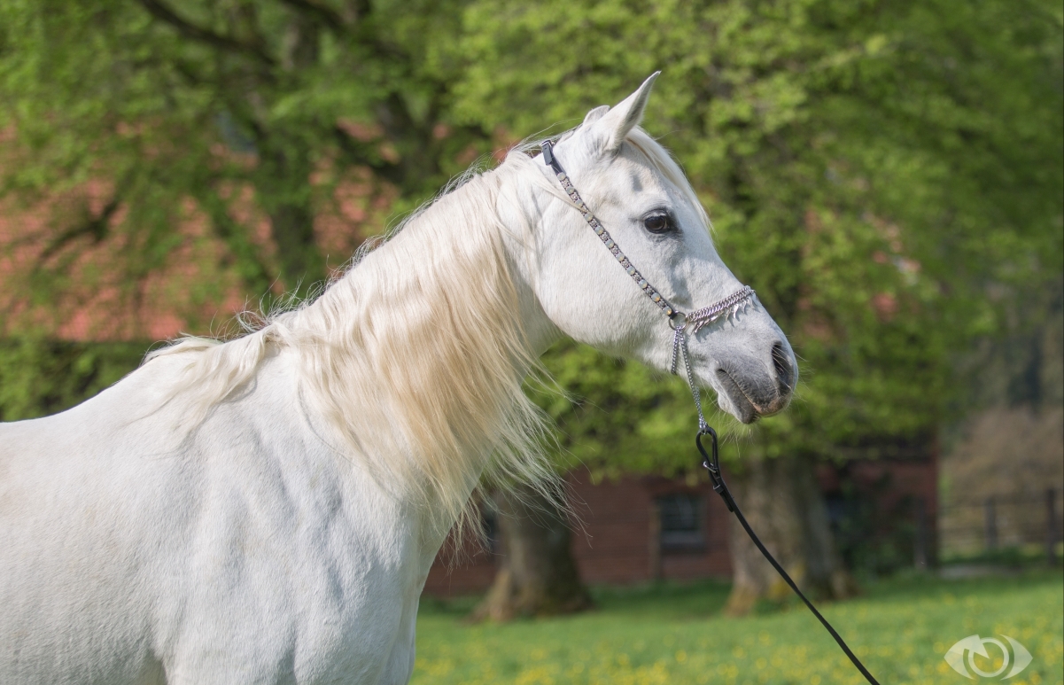 White Horse 4K Wallpaper