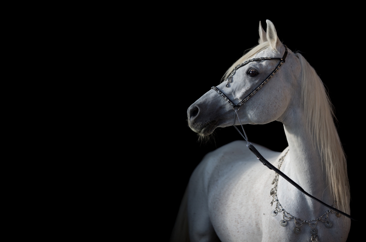 White horse, black background, white horse