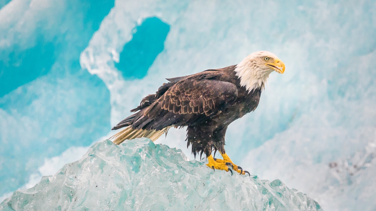 Alaska Iceberg Eagle 4k Wallpaper