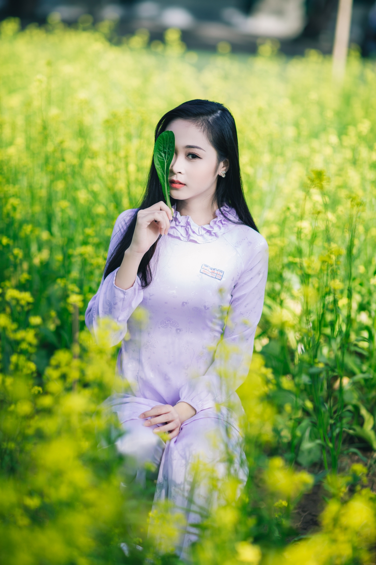 Canola flower beauty photography 4k picture