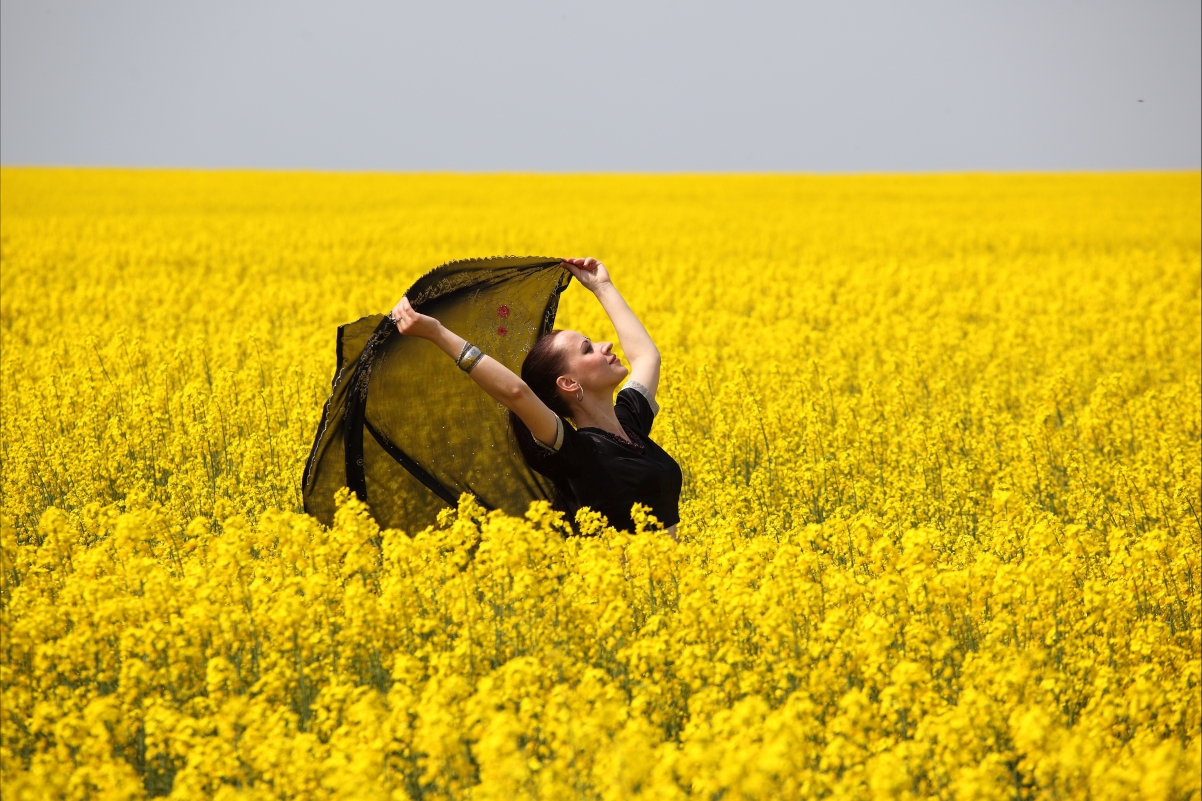 Canola flower beauty photography 5K picture