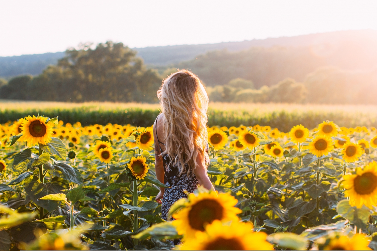 4k picture of beautiful sunflowers