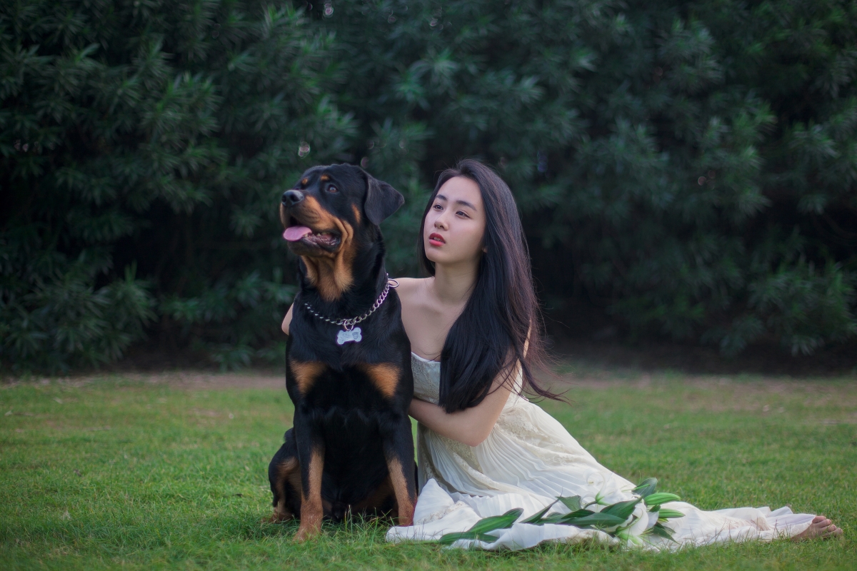 Rottweiler dog lawn beauty 4k illustration