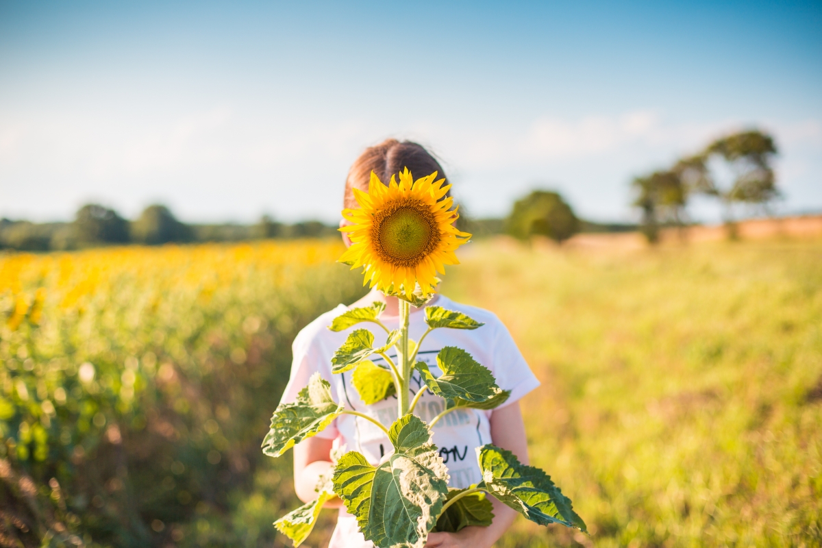 Little girl sunflower farm 4K wall