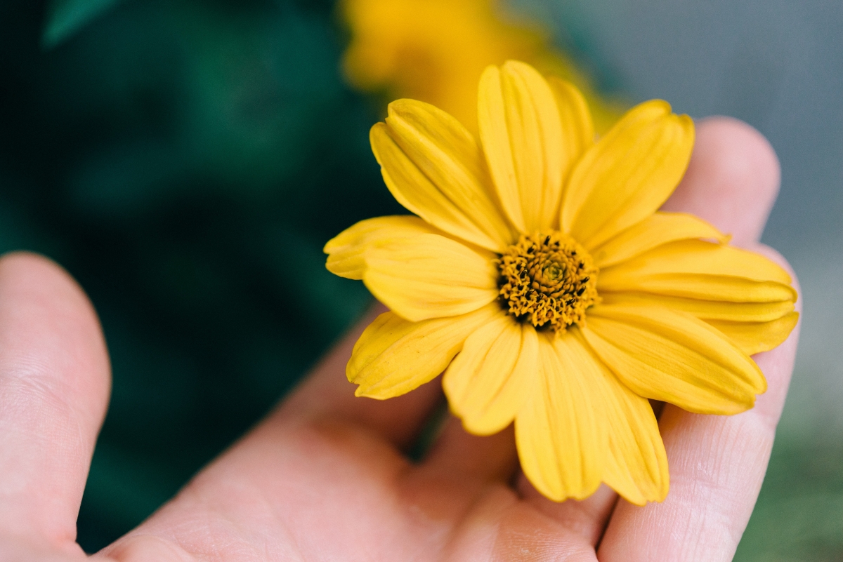 Yellow flower on hand 7k picture