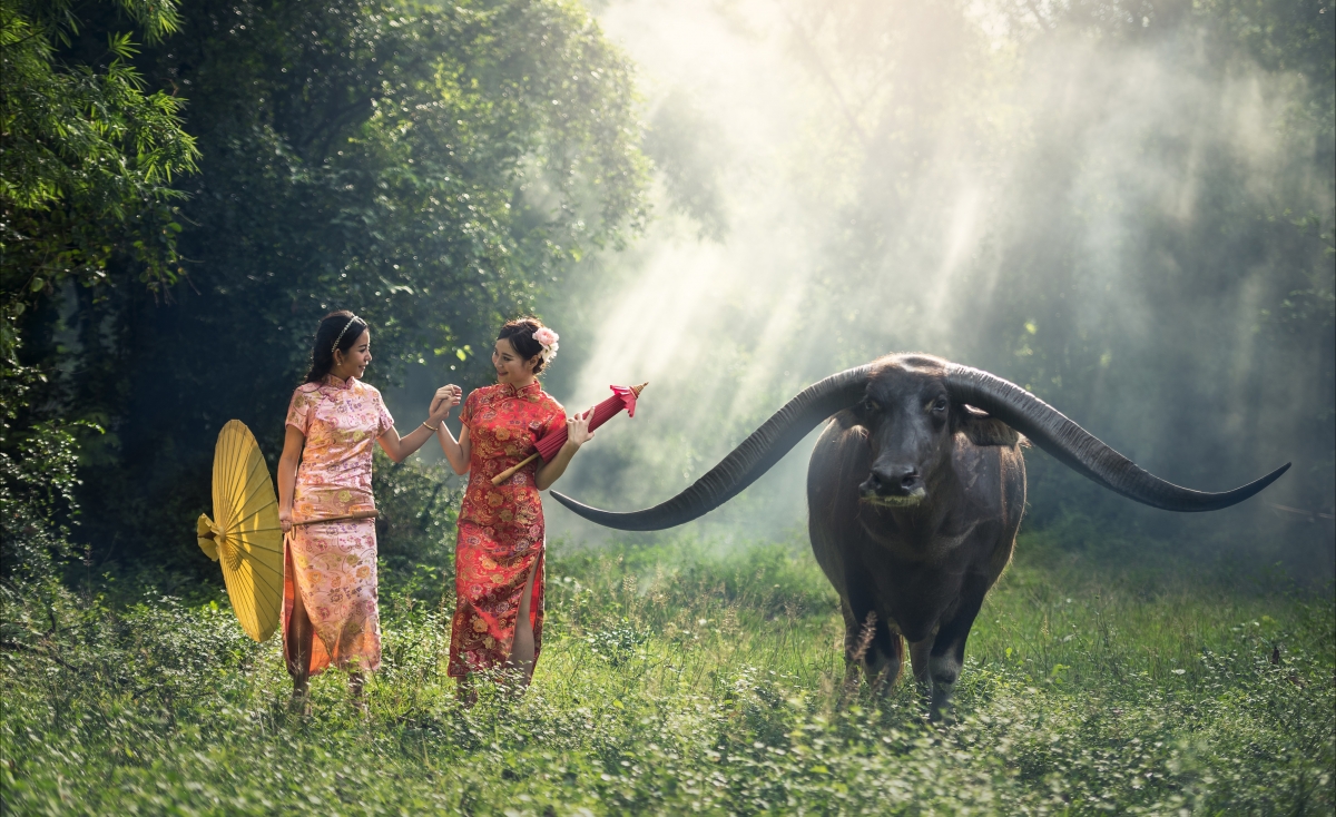 Animals in the forest