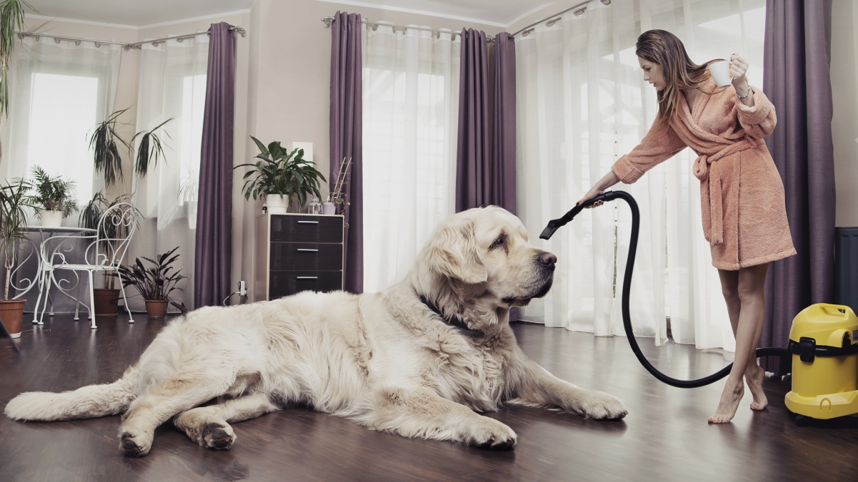 Girl and big white dog 4K pictures