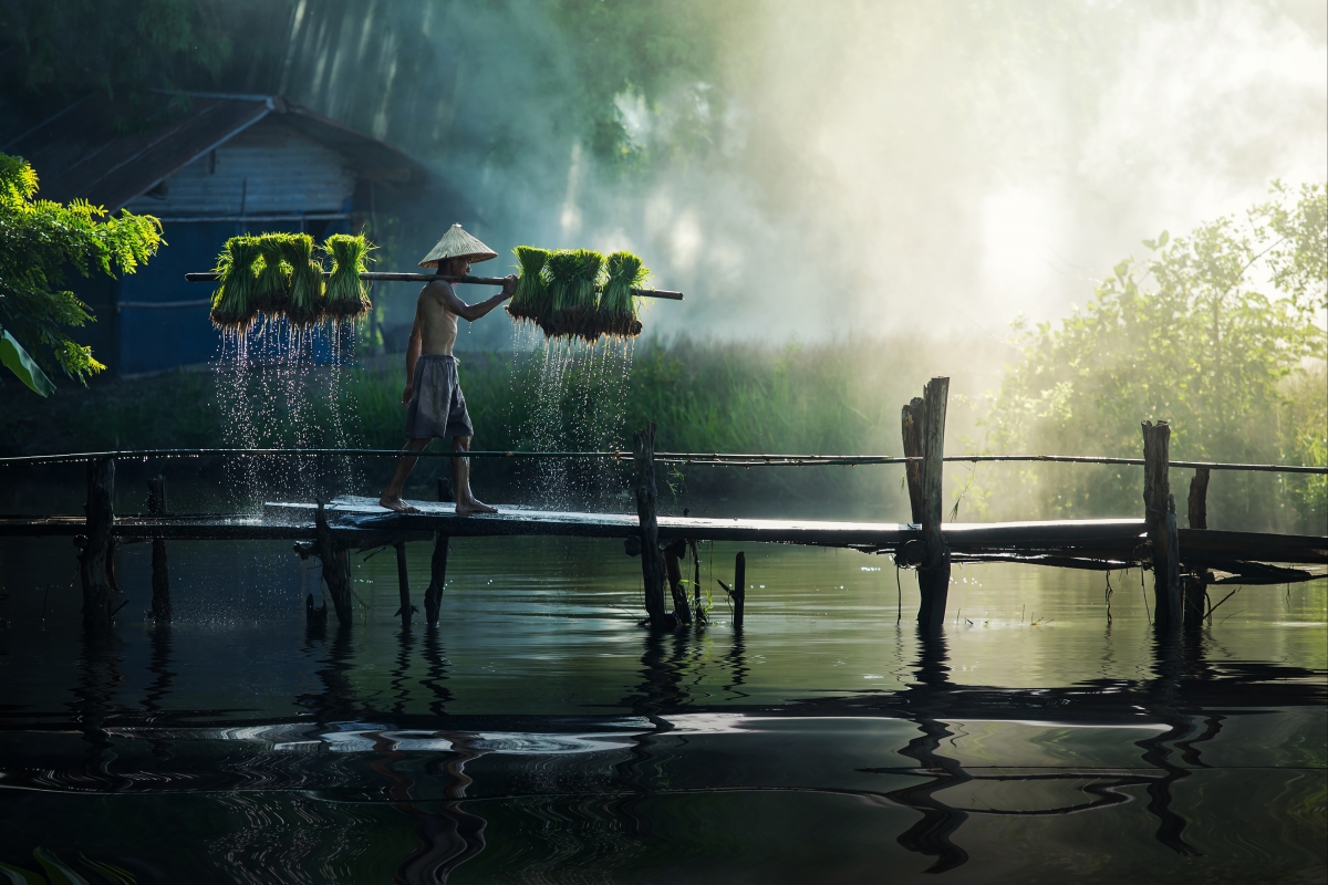 Farmer carrying seedlings walking on the wooden bridge