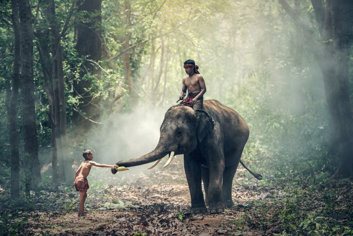 Elephant child character and elephant in the forest