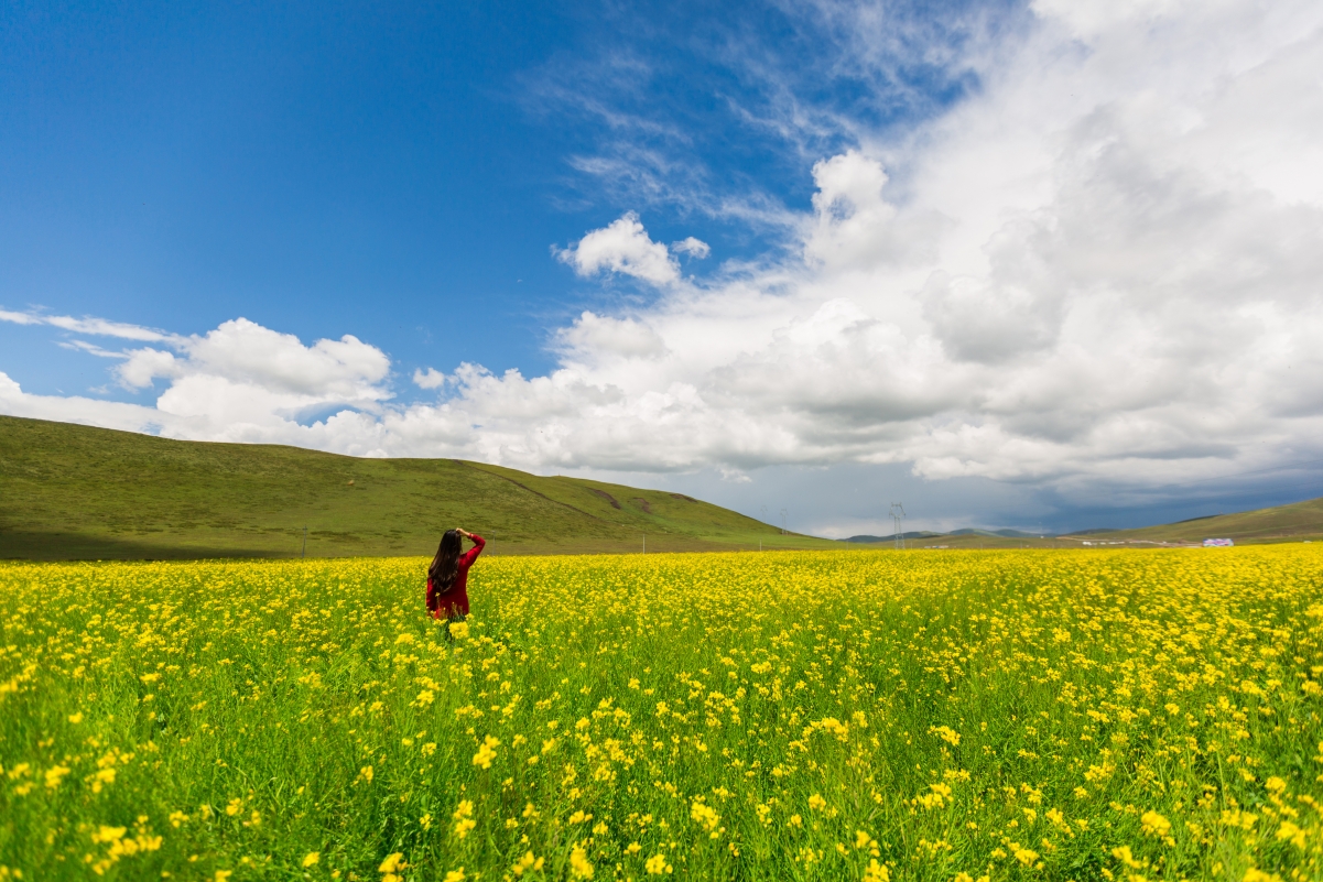 Rape flowers under the blue sky and white clouds 4K
