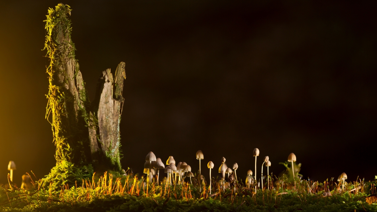 Nature forest mushroom small mushroom 4k