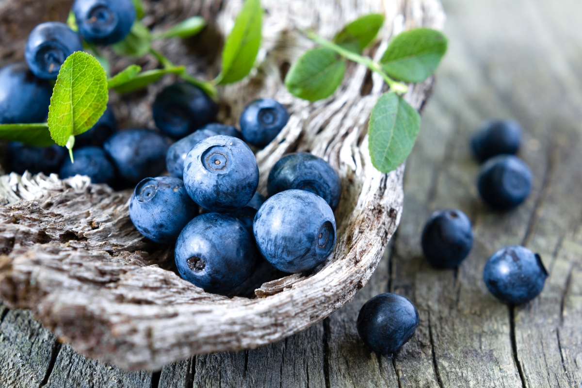 4k pictures of wild blueberries