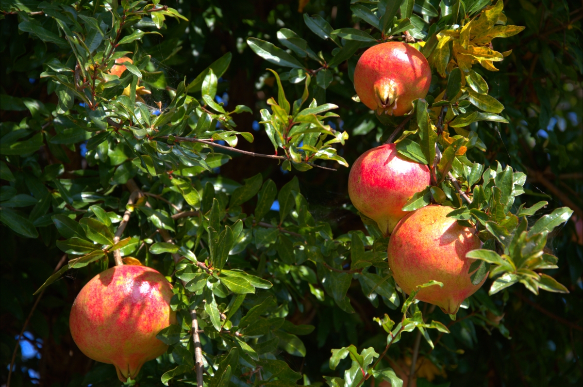Pomegranate tree fruit pomegranate 6k picture