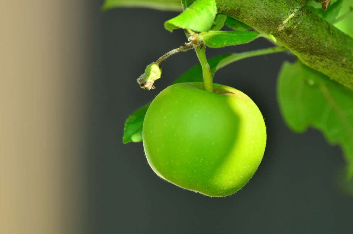 Green Apple Apple Tree 4K HD Picture