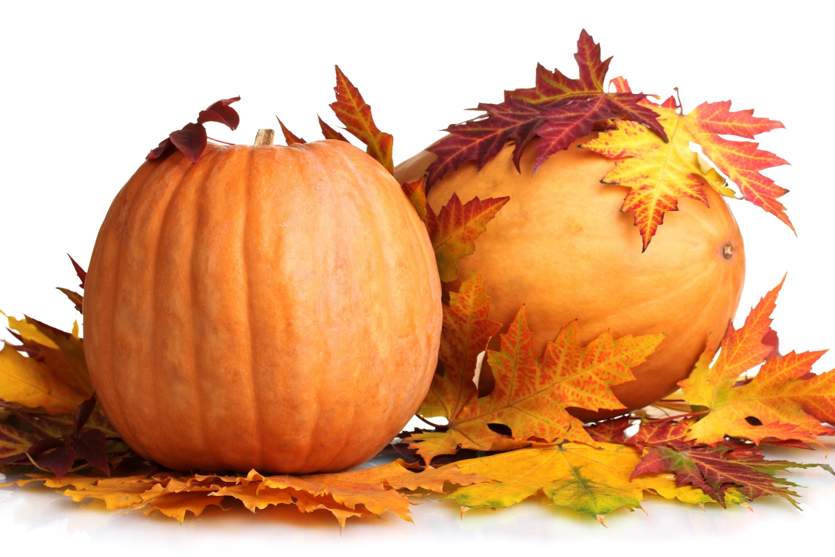 Two ripe pumpkins and on white