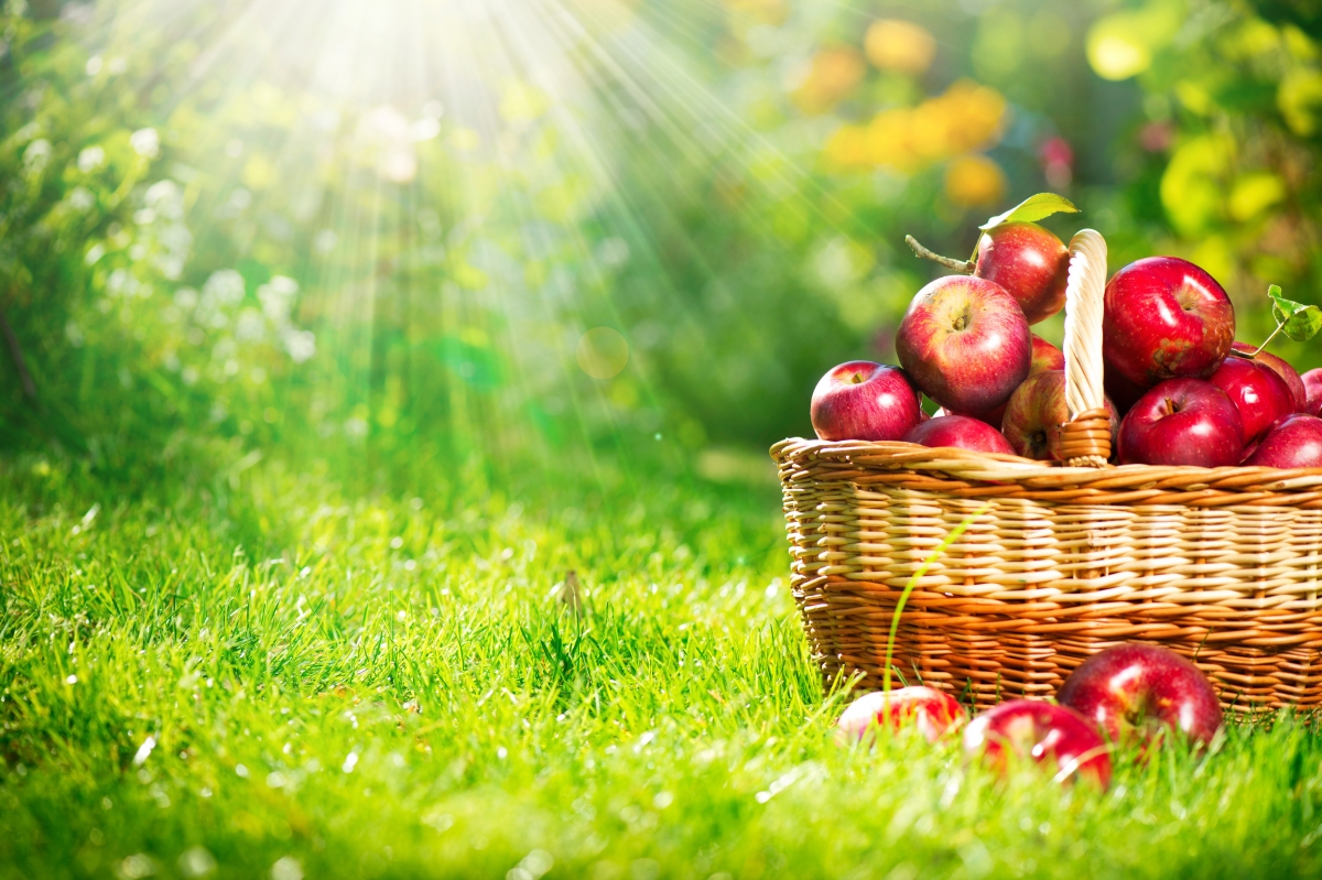 Red apples, basket, fruit, HD