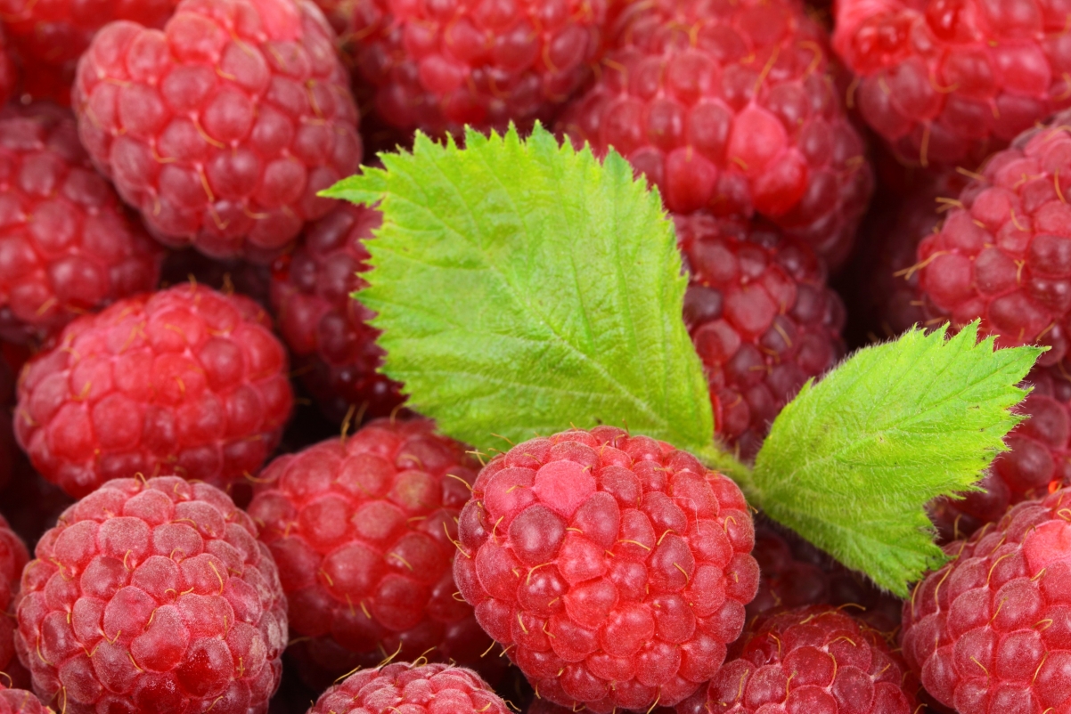 Raspberry 4K Fruit Picture