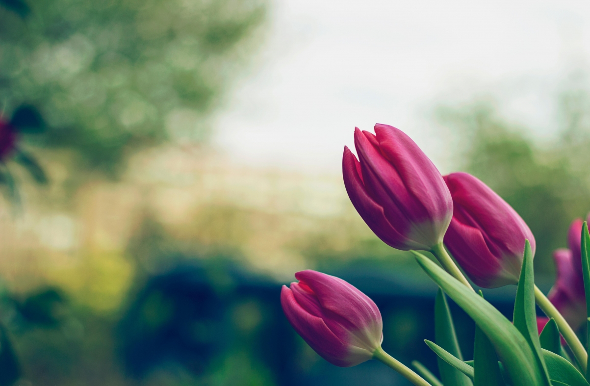 Natural field pink flowers plant