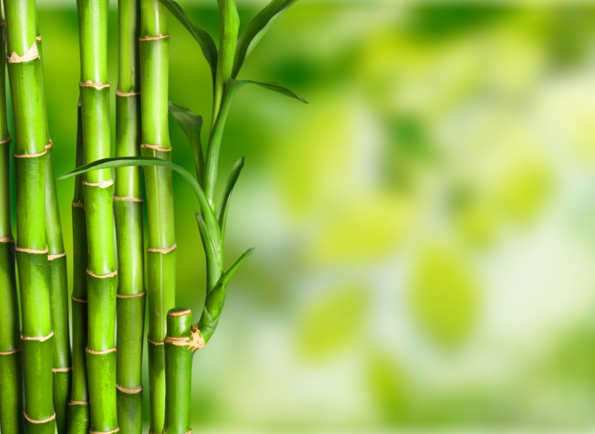 Bamboo green fresh 4k background picture