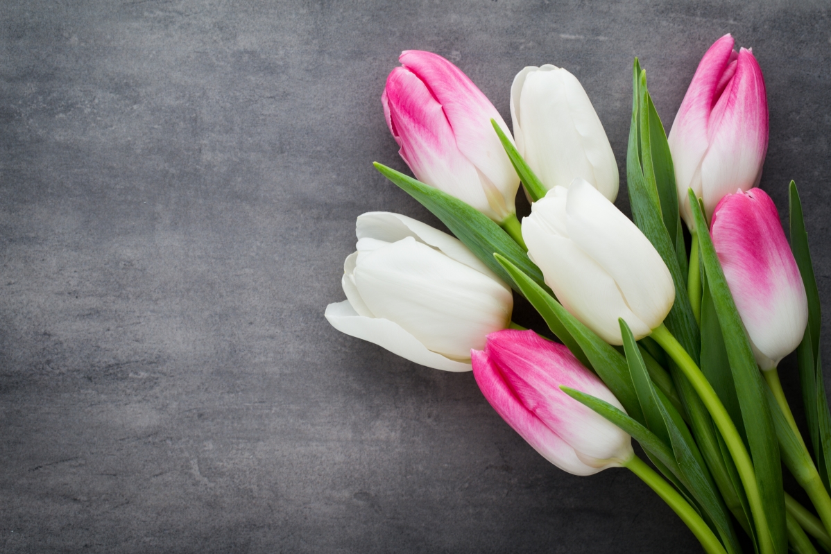 Tulips, beautiful pink, white