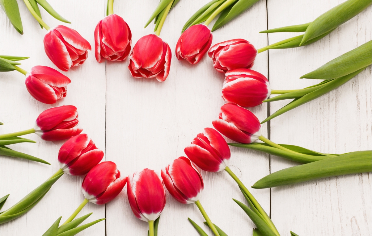 Tulip red romantic love mood