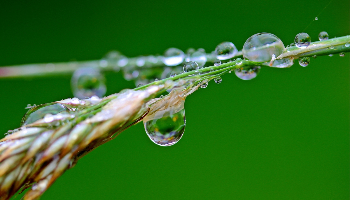 Raindrops Rain Water Plant Grass 4K Wall