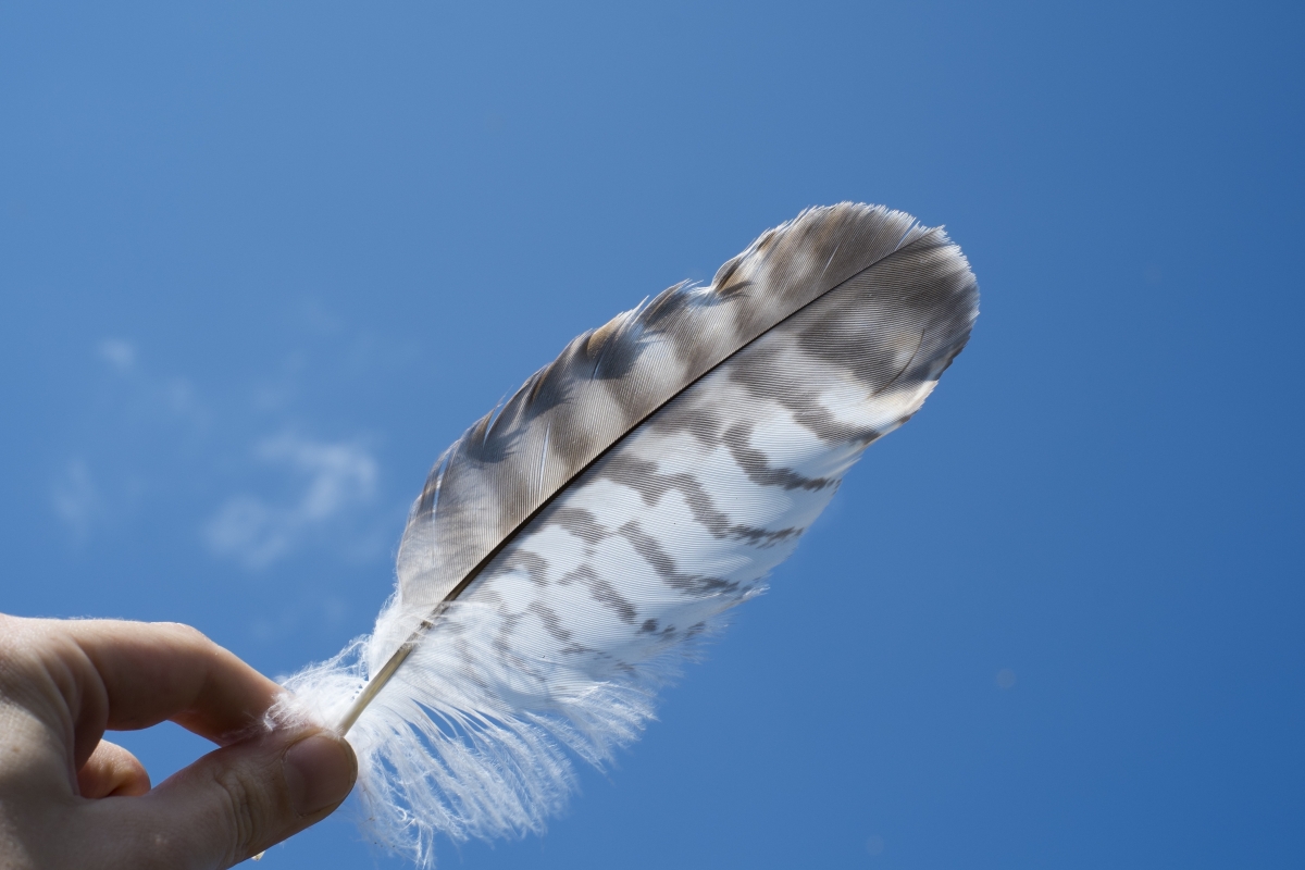Feather photo picture