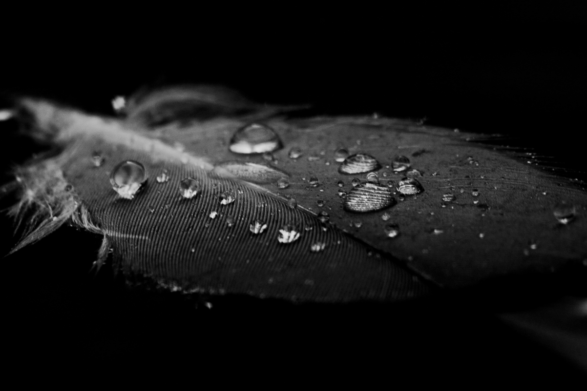Water droplets on feathers black and white photo 4K