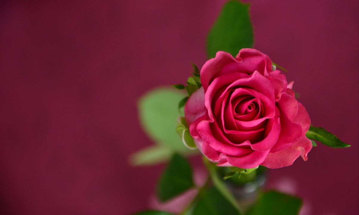 Bright red rose photography pictures