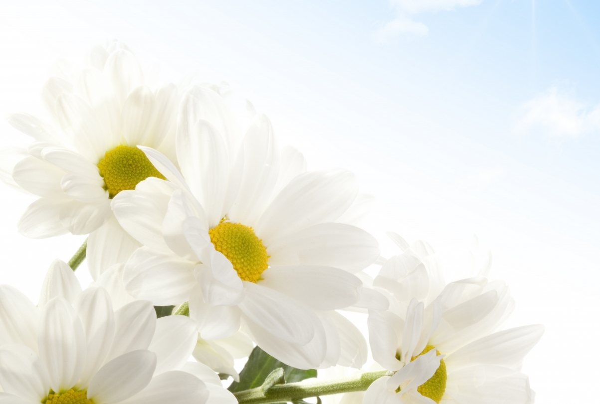 Flowers Daisy Cloud 5K Background Picture