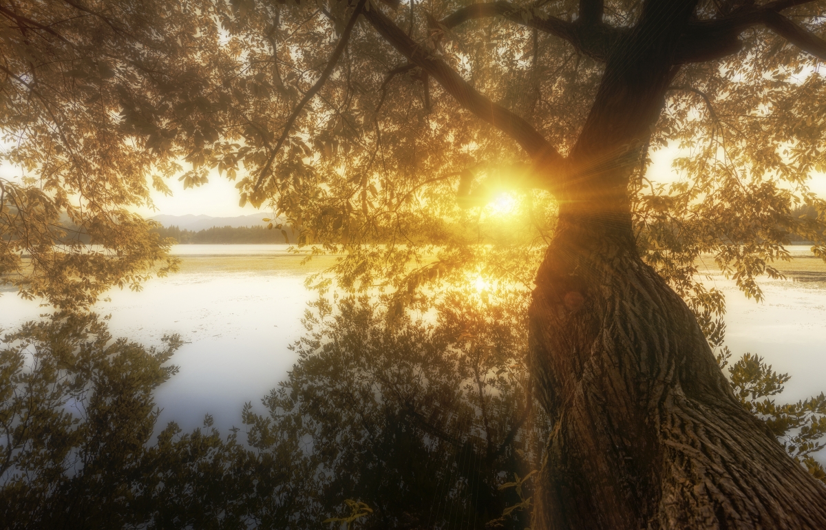 4k picture of old trees under the sun by the west lake