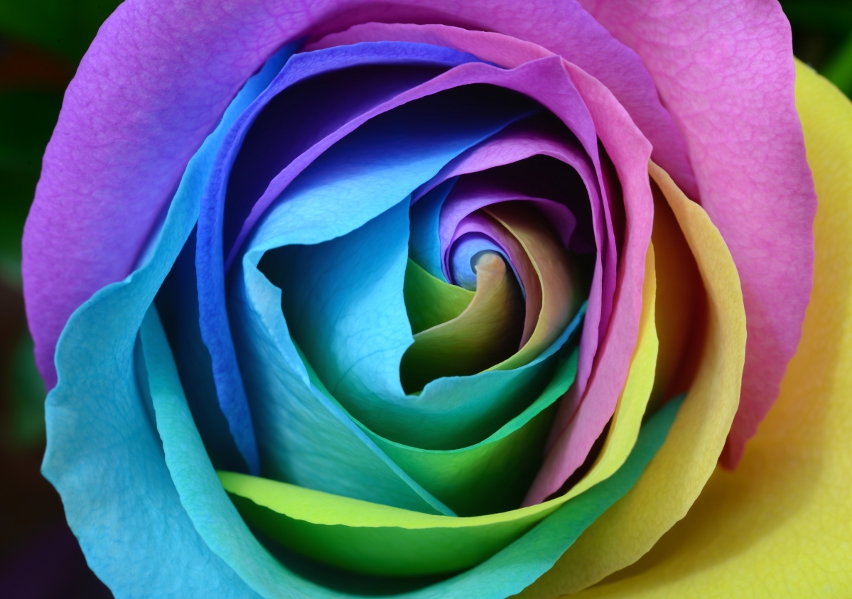 Colorful color rose 5k picture