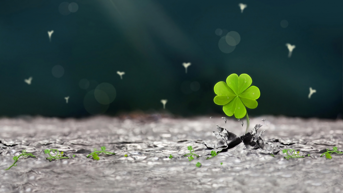 Beautiful four-leaf clover 4k wallpaper 3840x2