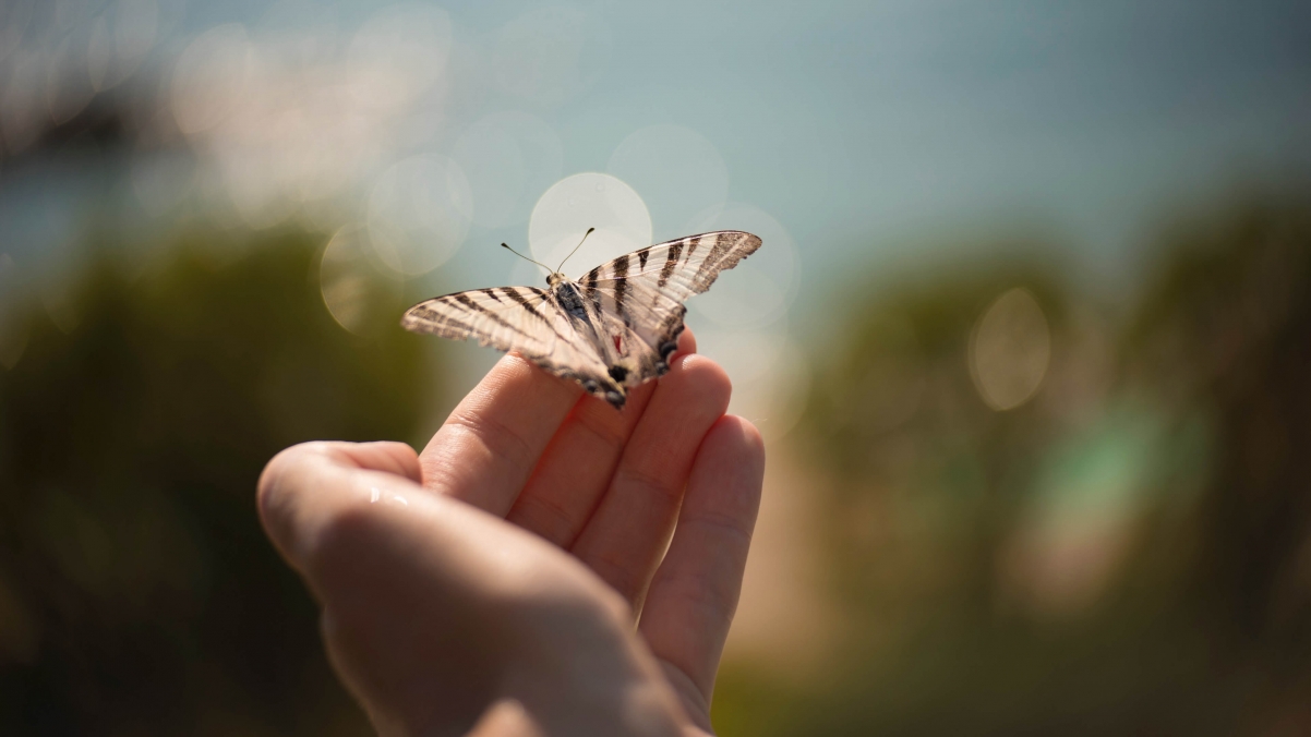 Microsoft theme hand butterfly beautiful writing