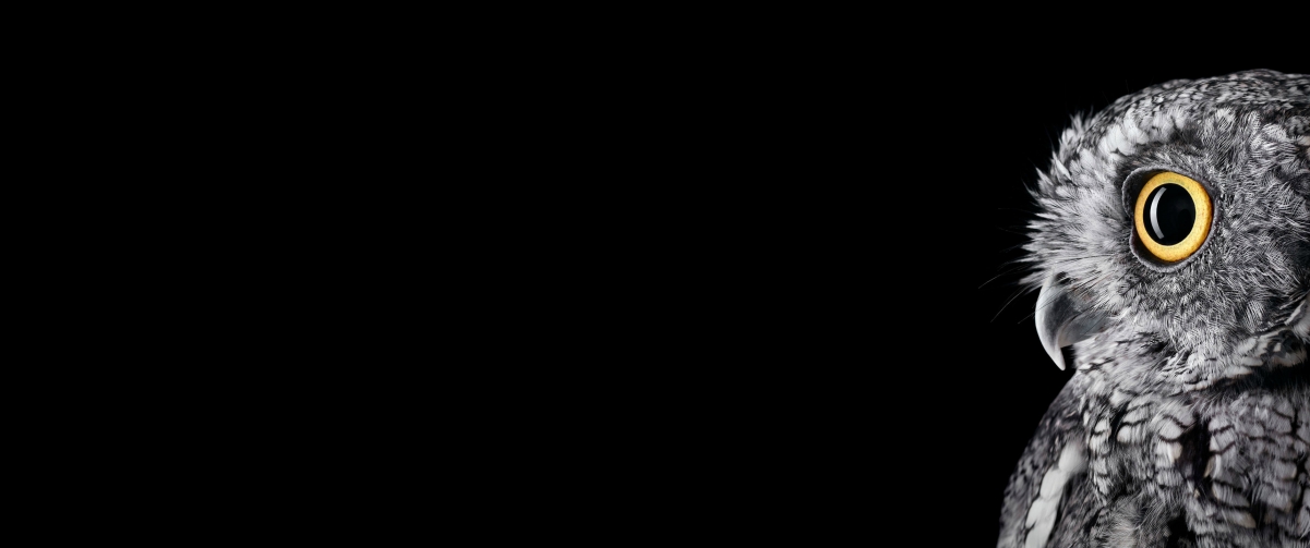 Microsoft Owl 3440x1440 Wallpaper