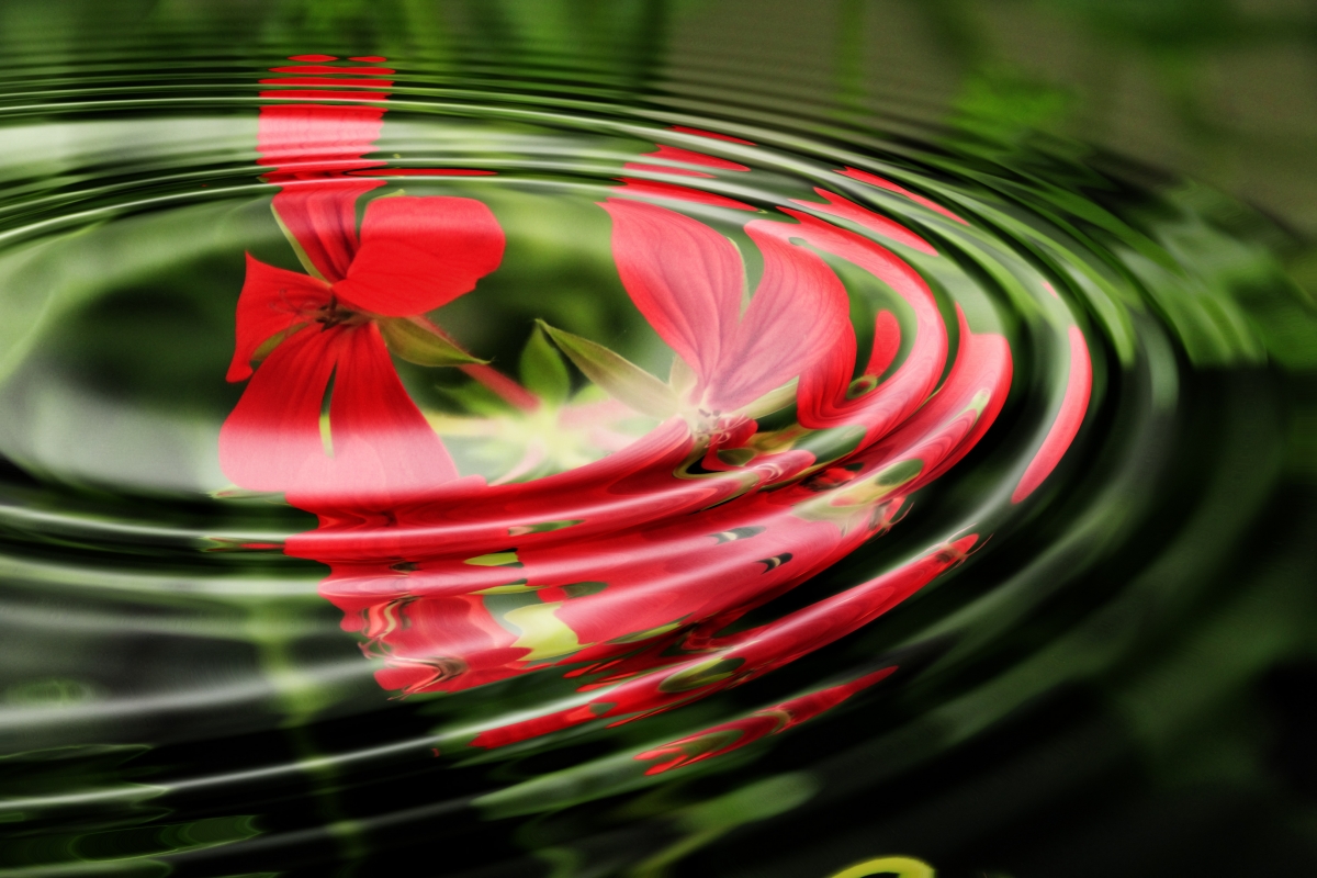 Geranium, water wave, water ring, circle