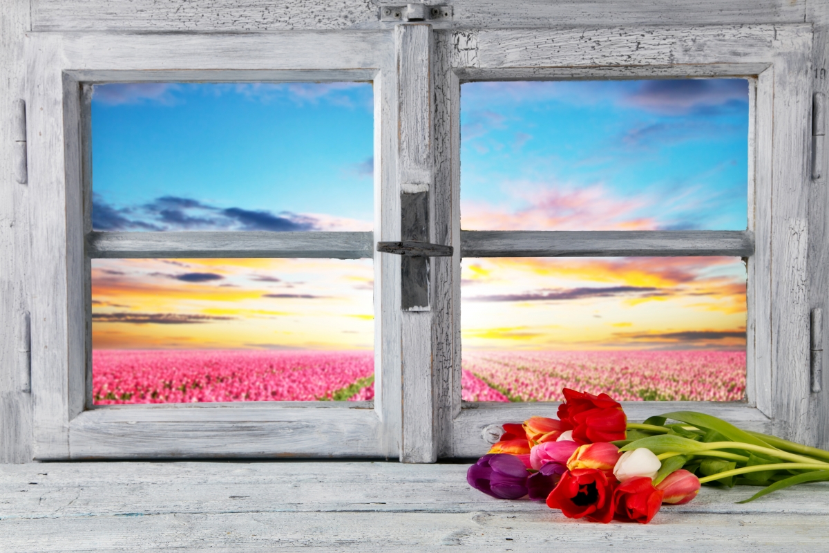 Sky, flowers, dawn, beautiful