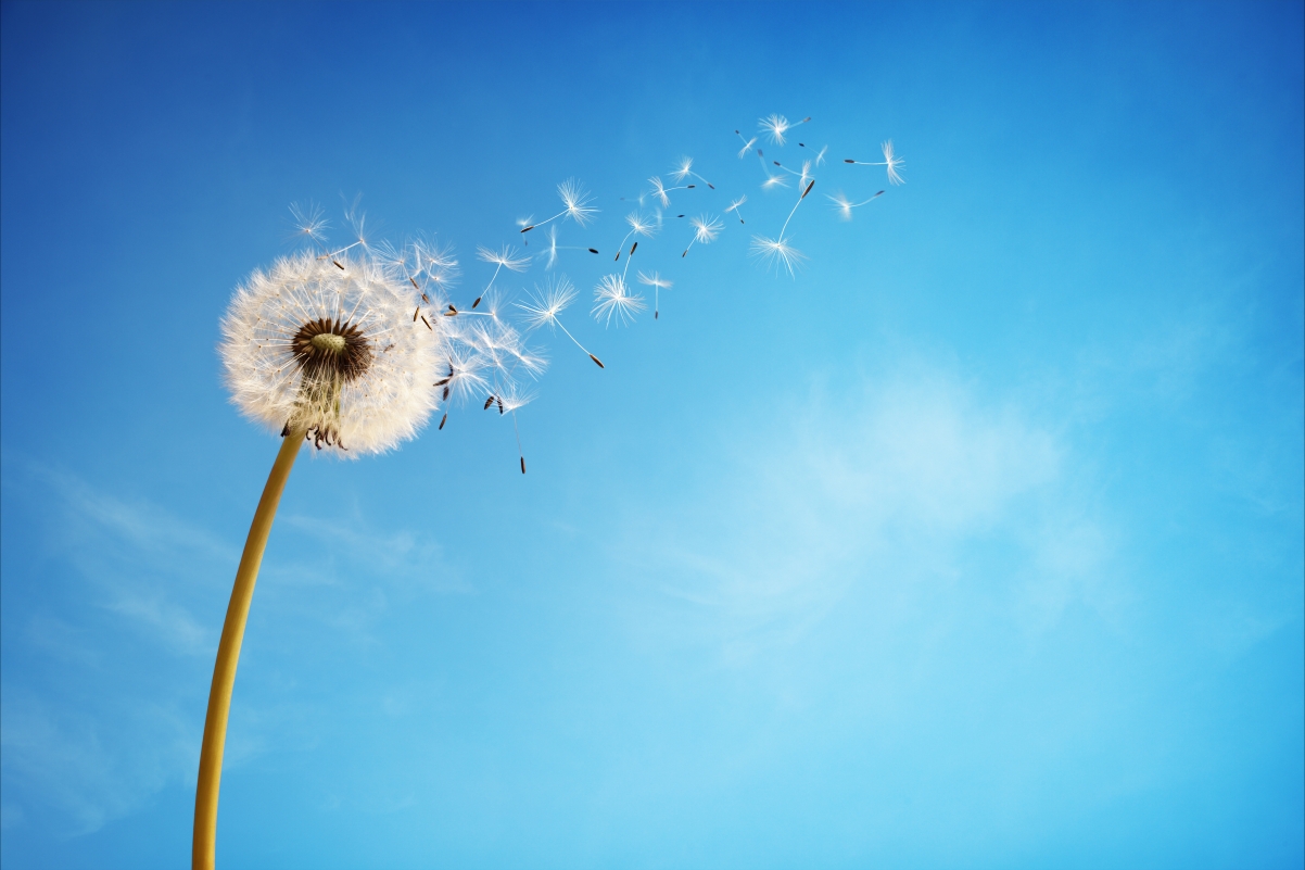 Sky, dandelion, flower, background picture