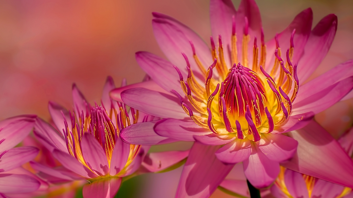 Water Lily 3840x2160 Wallpaper