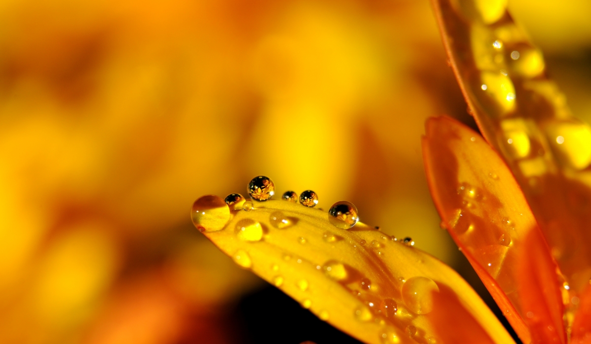 Water drop raindrop flower mirror 4K wall