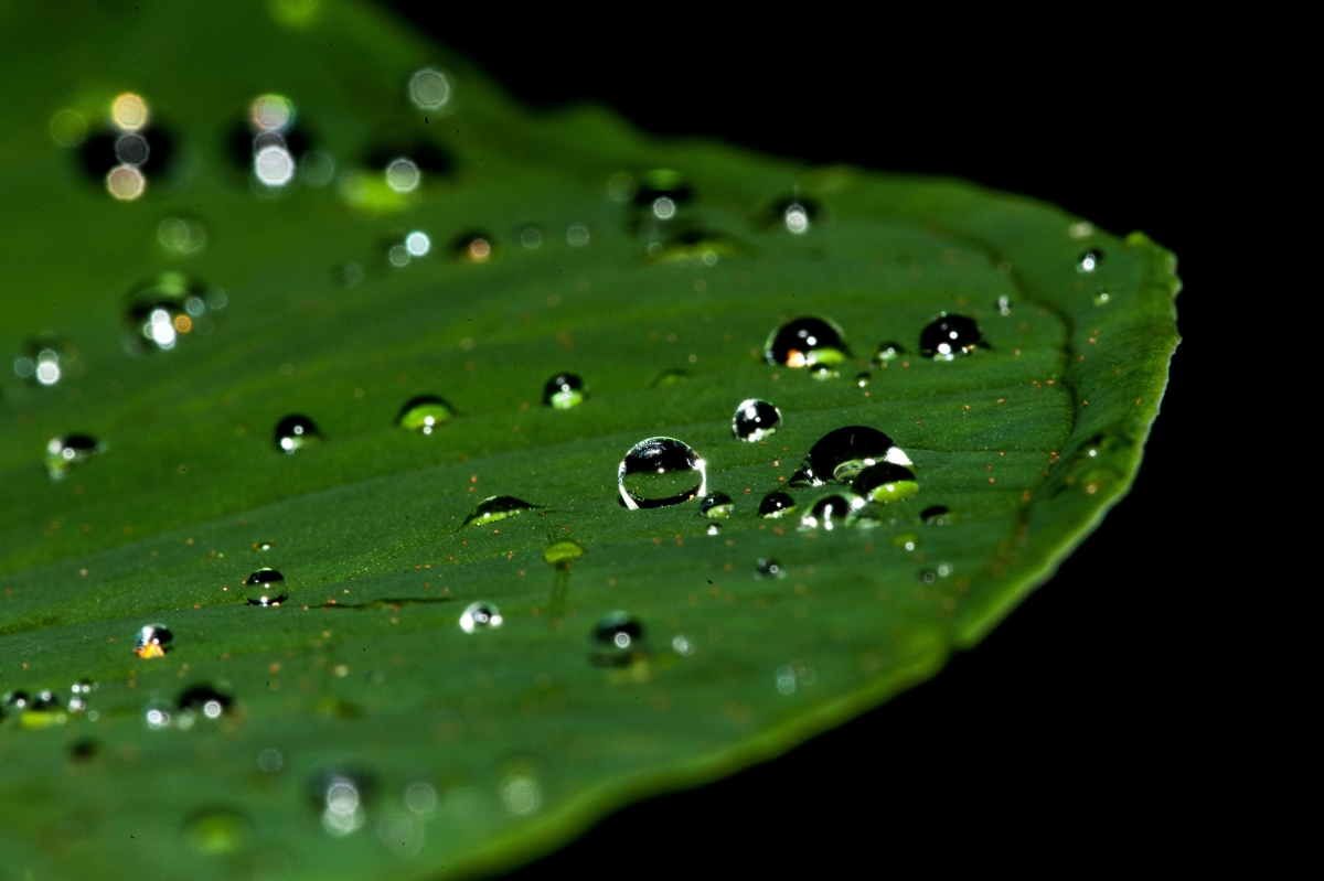 4k pictures of water drops on leaves