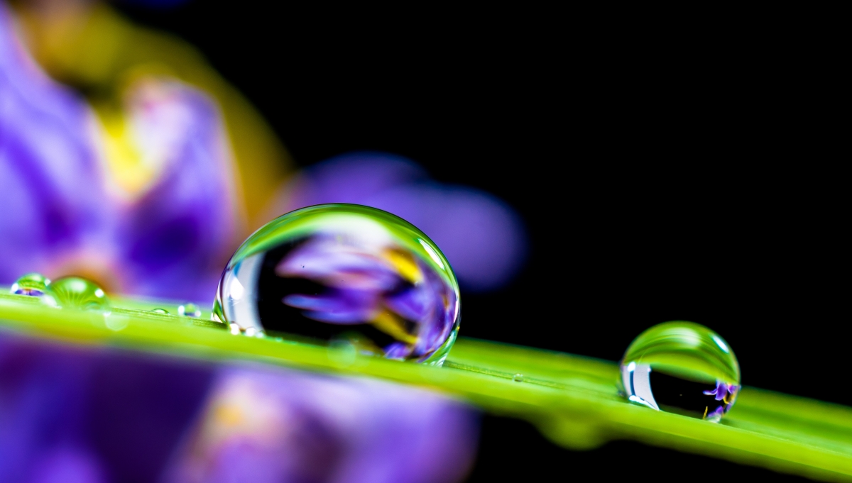 Water Drops Leaf Grass Water Drops 4K Wallpaper