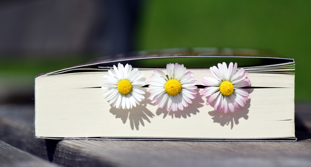 Book Flowers Chamomile Flowers 6K Picture