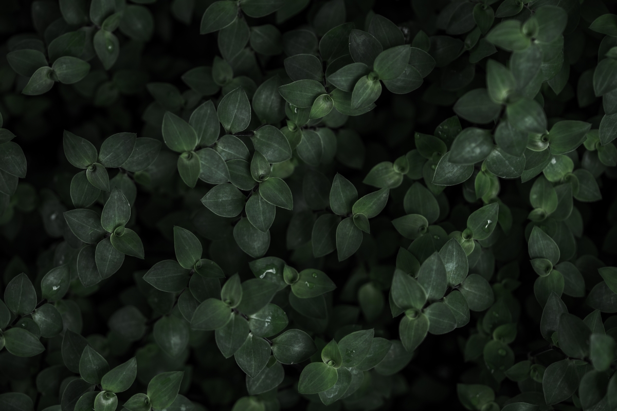 Dark plant background picture 5K HD