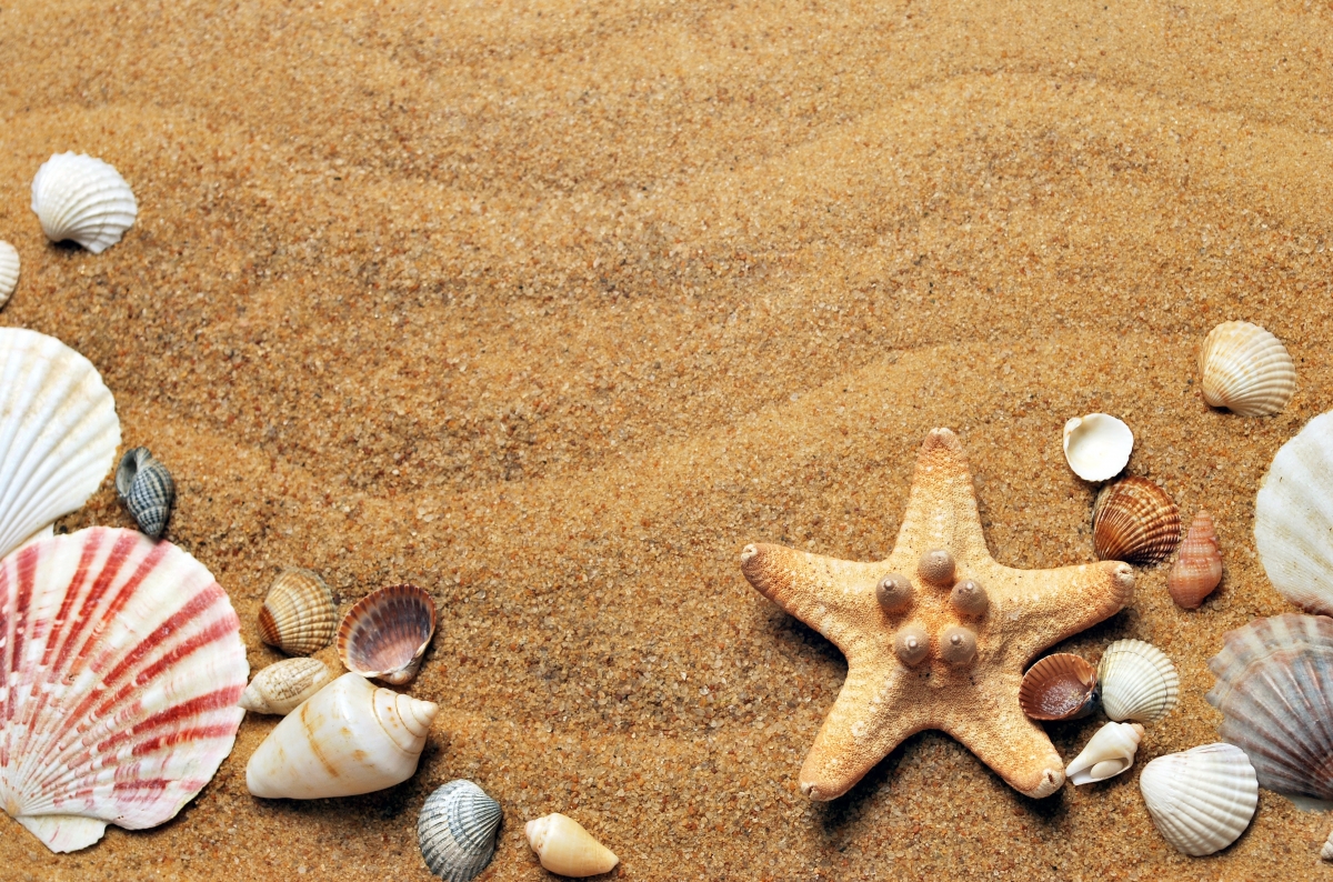 Starfish on the beach 4k picture