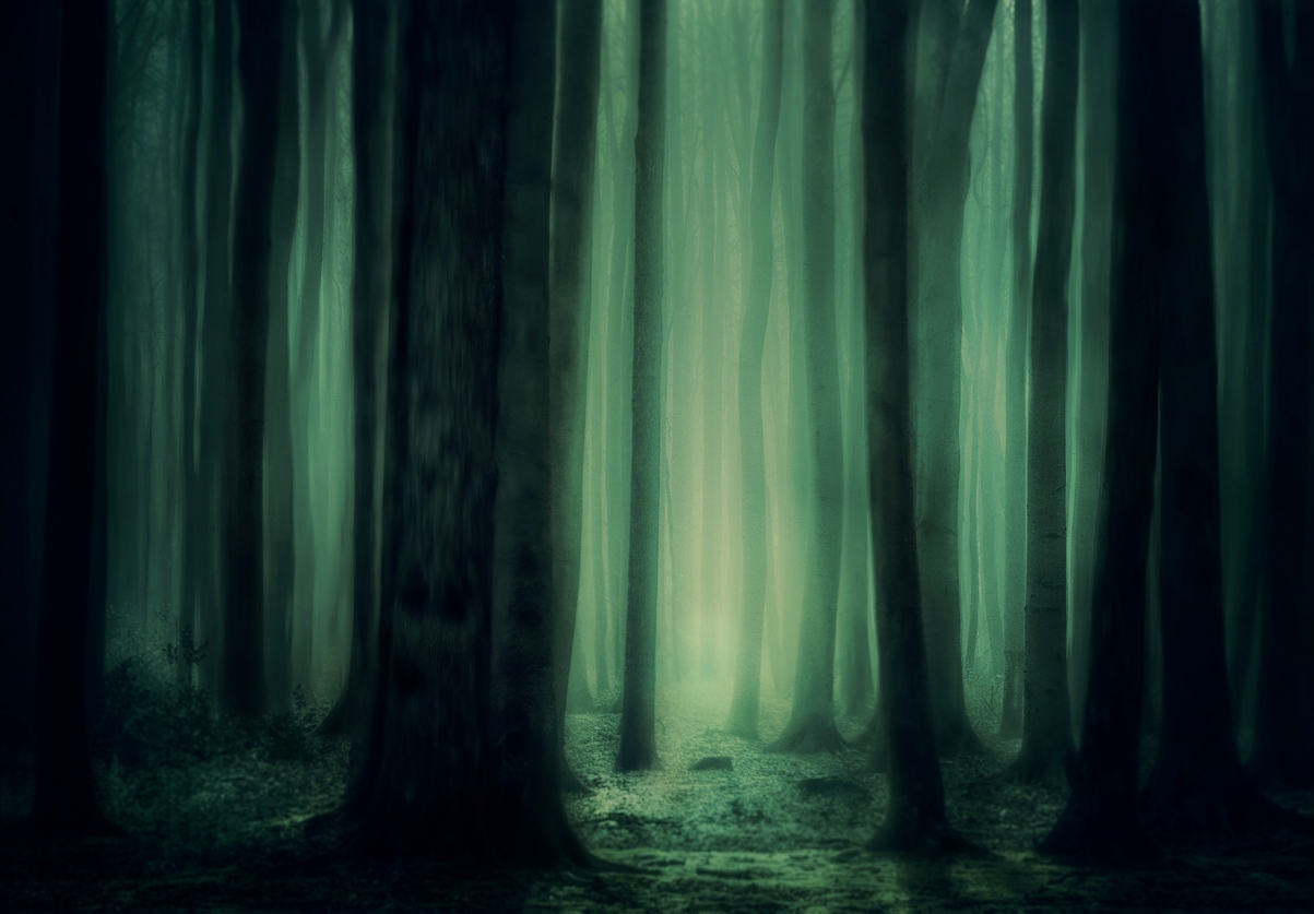 The fog of the forest trees is mysterious and dark as