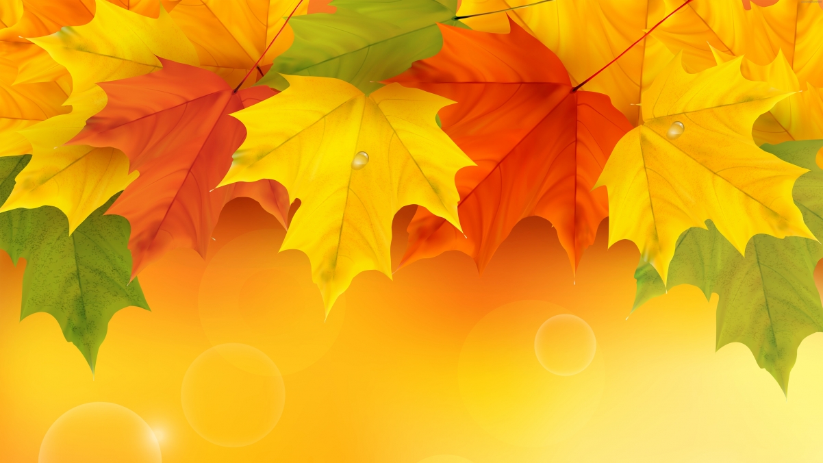 Autumn beautiful maple leaves background 4k wall