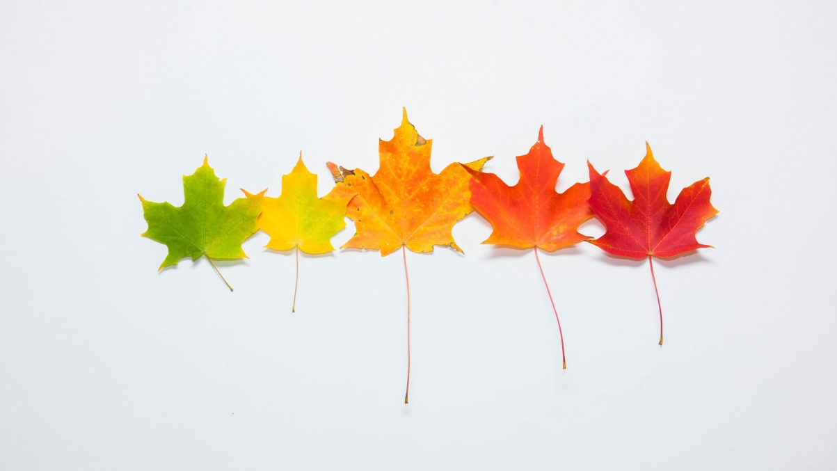 Autumn gradient leaves 5K wallpaper