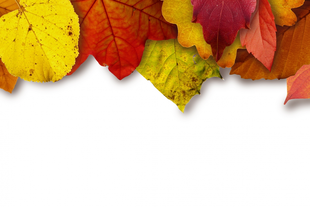 Autumn leaves 4k background image